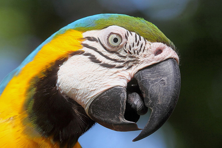 Macaw